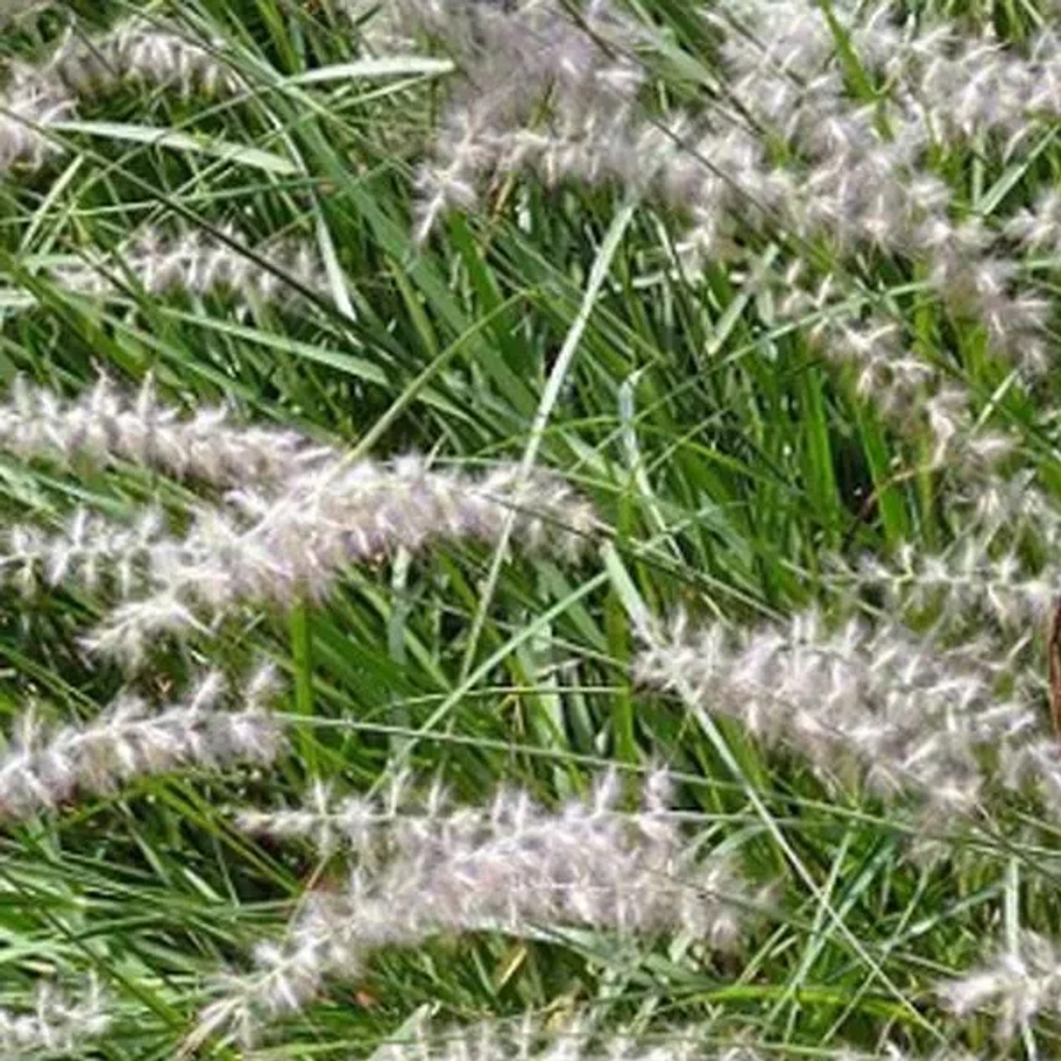 6 x Federborstengras 'Karley Rose' Pennisetum orientale Topf 9cm Rosa Blütenähren