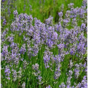 Blühender Lavendel Phenomenal im Topf, lila Blütenstände und grüne Stängel.