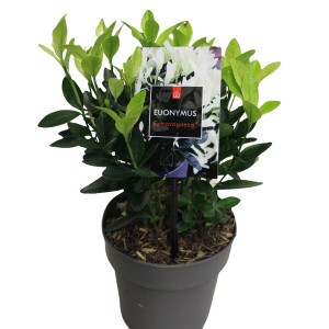 Japanischer Spindelstrauch Extravaganza im Topf, ca. 20 cm hoch.