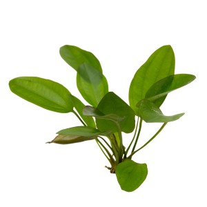 Grüne Stoffels Aquariumpflanze Echinodorus Little Bear für den Mittelgrund im Aquarium.