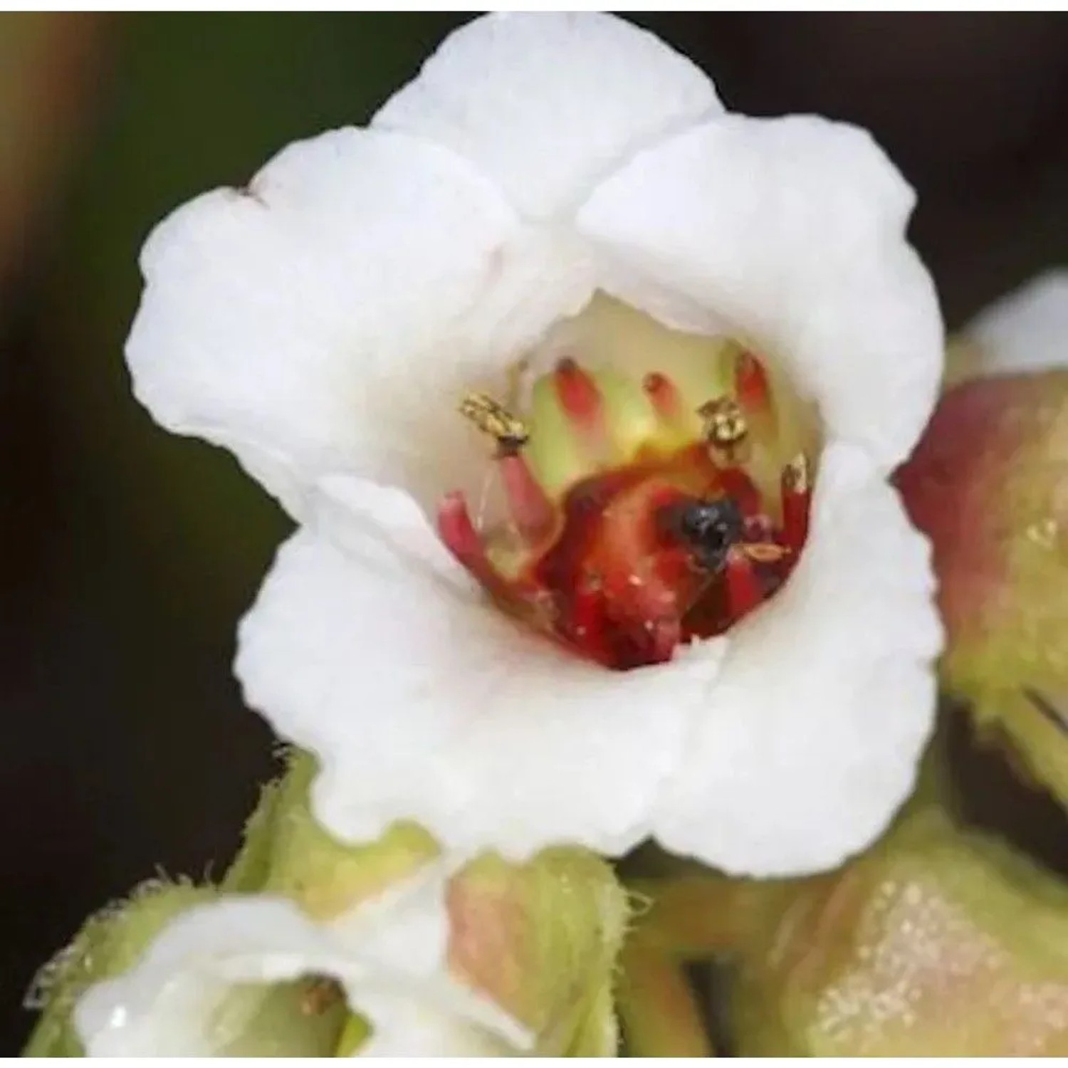 Bergenie Beethoven - Bergenia cordifolia