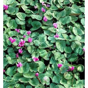 Herbst Alpenveilchen Silverleaf - Cyclamen hederifolium