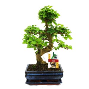 Chinesischer Liguster Bonsai (ca. 8 Jahre) im Topf, ein Zimmerbonsai mit grünen Blättern.