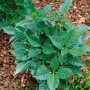 Immergrüne Aucuba Japonica Rozannie (100–125 cm) im Garten, buschiger Strauch mit glänzenden Blättern.