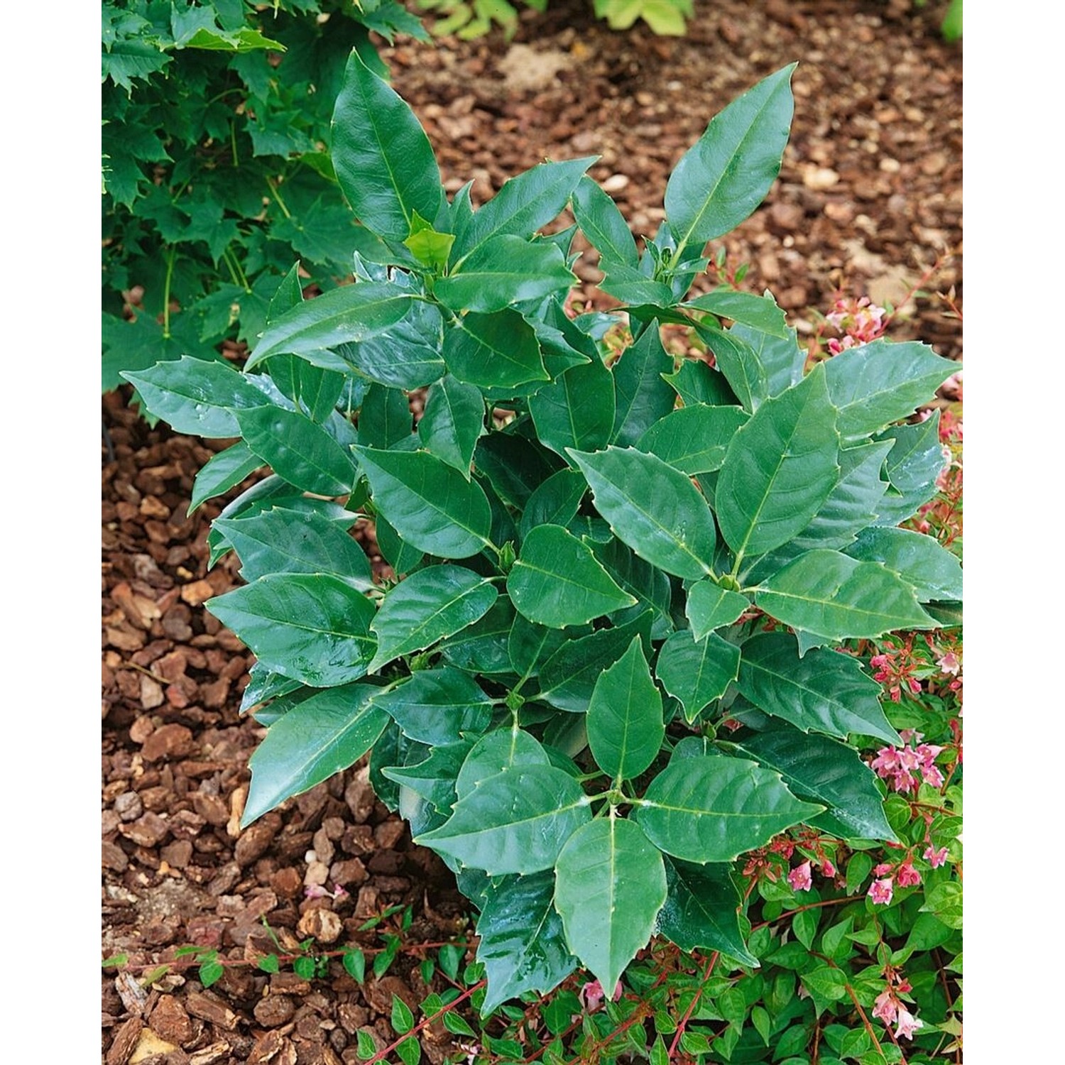 Aucuba Japonica Rozannie Japanische Aukube Immergrün 100–125 cm günstig online kaufen