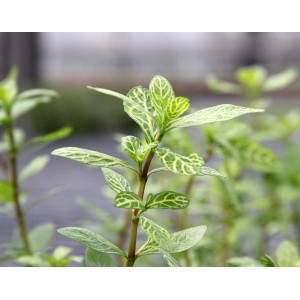 Dennerle Plants Hygrophila Polysperma Sunset, Aquariumpflanze mit hellgrünen Blättern und auffälliger Zeichnung.