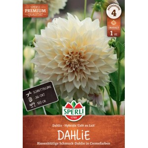 Sperli Dahlie Café au Lait, cremefarbene Schmuckdahlie mit großen Blüten.