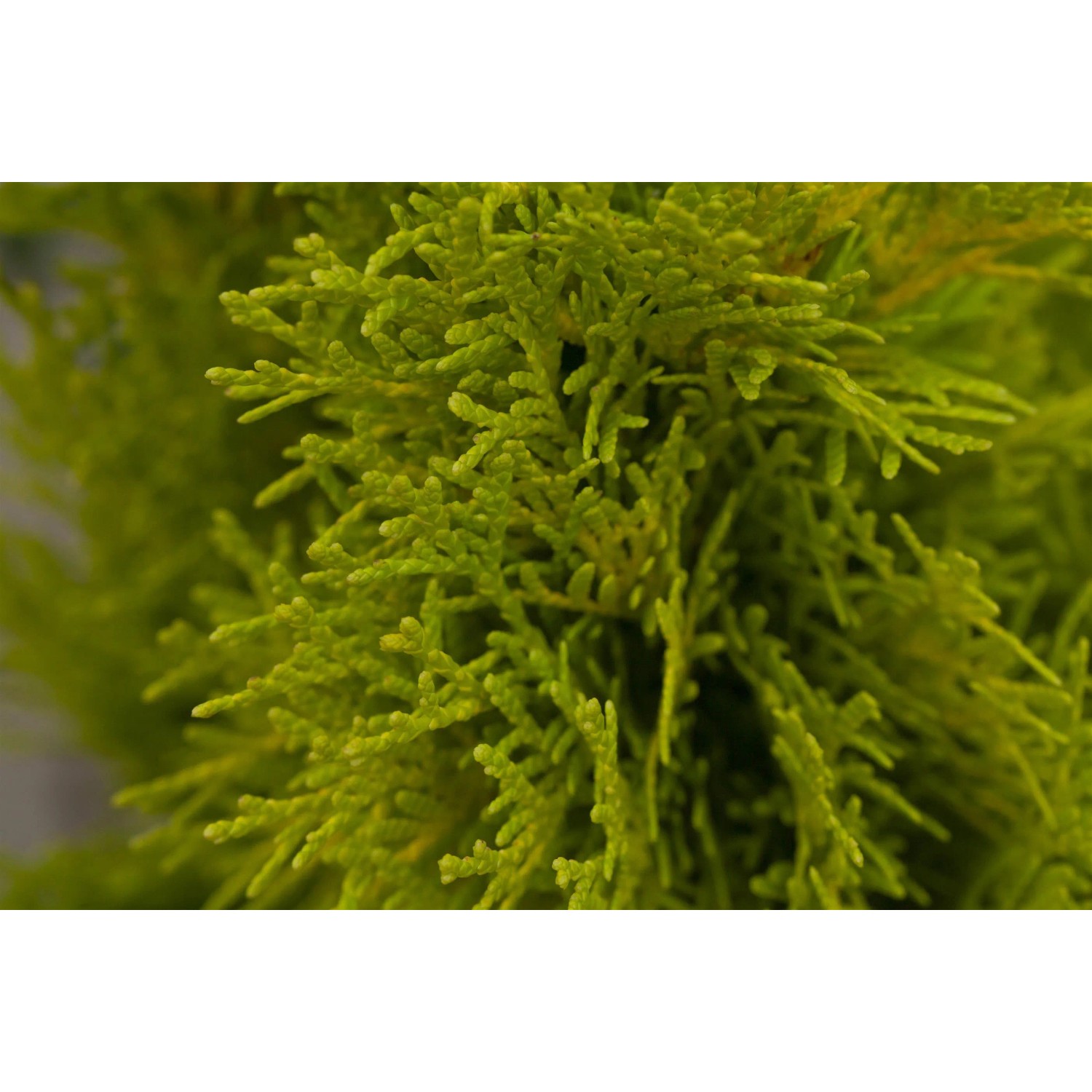Nahaufnahme des goldgelben Lebensbaum Smaragd (Thuja occidentalis) von GROW by OBI.