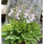 Funkie Stenantha - Hosta fortunei_2