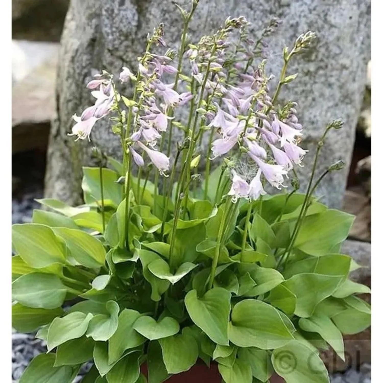 Funkie Stenantha - Hosta fortunei_2