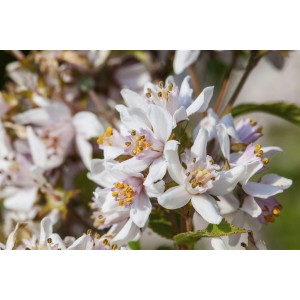 Nahaufnahme: Rosa-weiße Blüten des Deutzia Kalmiiflora Maiblumenstrauchs.