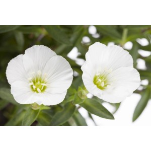 Nahaufnahme von zwei weißen Sandkraut "Ronda" Blüten der Marke GROW by OBI.