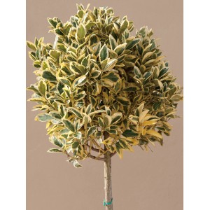 Japanischer Spindelstrauch 'Bravo' von GROW by OBI, ca. 65cm hoch, mit panaschiertem Laub.