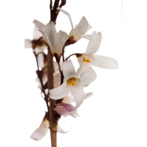 Nahaufnahme der weißen Blüten der Abeliophyllum Distichum (Weiße Forsythie).