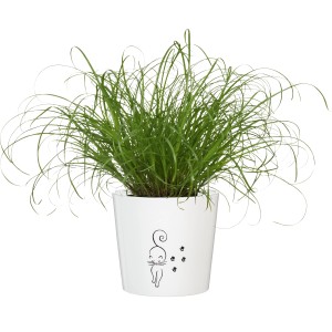 Katzengras im weißen Topf mit Katzenmotiv, GROW by OBI Vitalfutter, Topf ca. 12cm