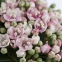 Nahaufnahme: Rosa-weiße Blüten und grüne Knospen des Viburnum Tinus Eve Price Lorbeer-Schneeballs.