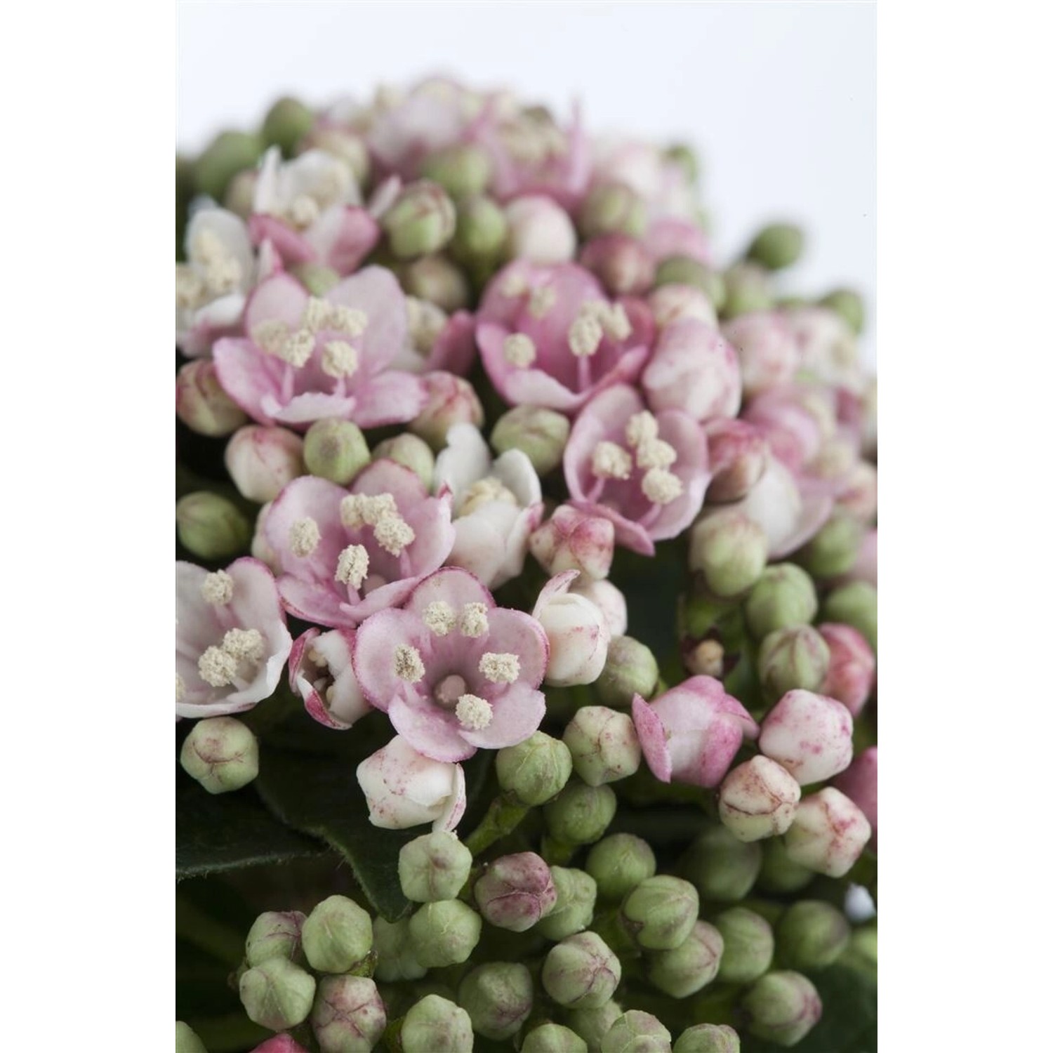 Viburnum Tinus Eve Price Lorbeer-Schneeball Immergrün 40–60 cm günstig online kaufen