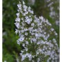 Nahaufnahme der kleinblättrigen Bergminze (Calamintha nepeta) mit zarten, hellvioletten Blüten.