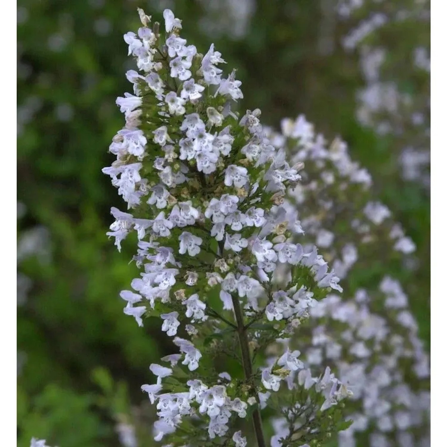 Kleinblättrige Bergminze - Calamintha nepeta