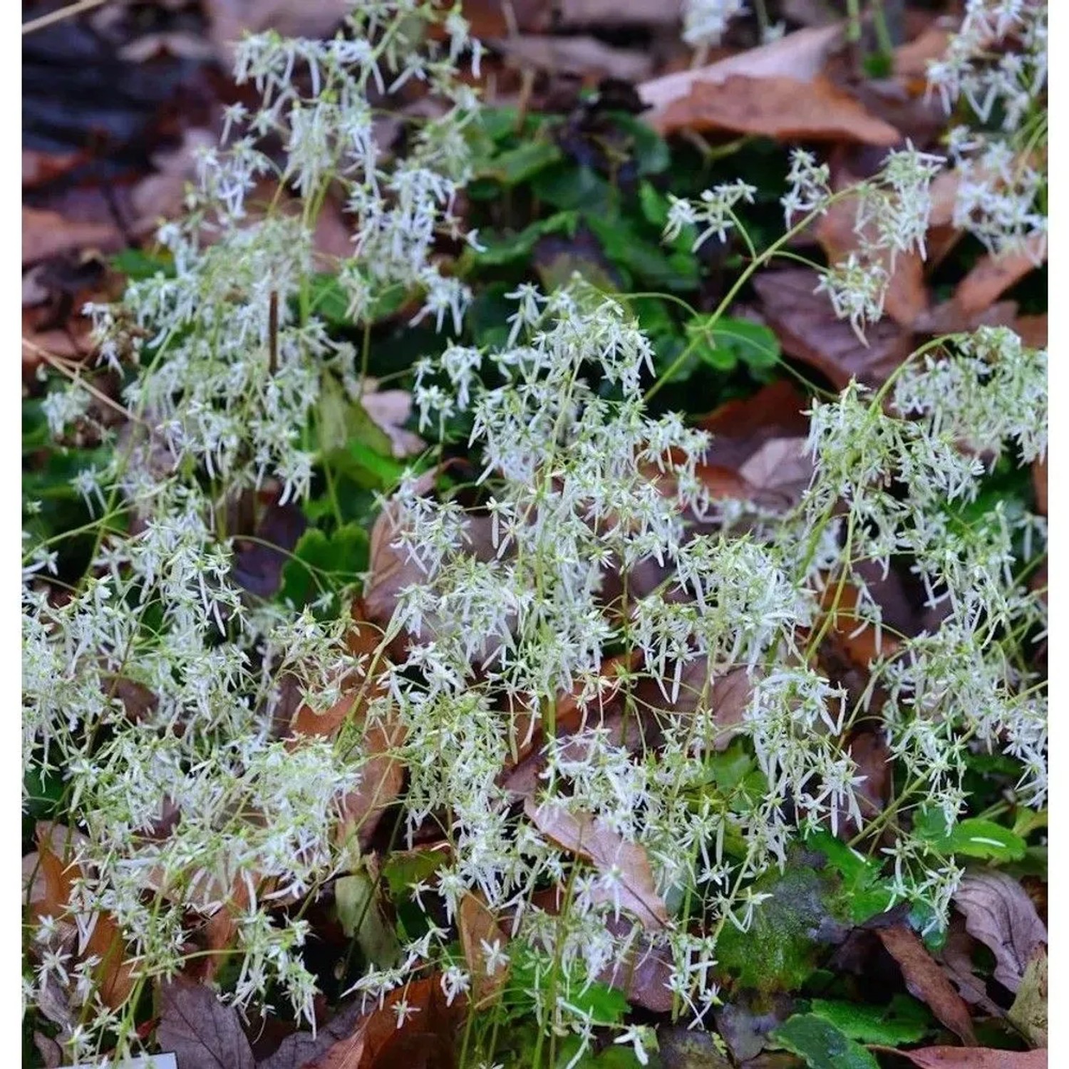 weisses Steinbrech - Saxifraga fortunei