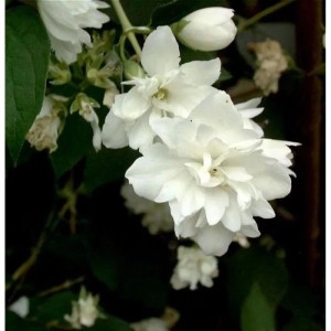 Weiße, gefüllte Blüten des Gartenjasmin 'Minnesota Snowflake' (Philadelphus). Blühender Strauch für den Garten.