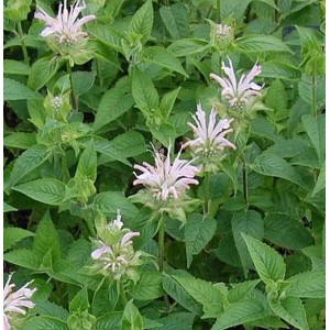 Indianernessel 'Fishes' (Monarda fistulosa) mit zarten, hellrosa Blüten im Staudenbeet.