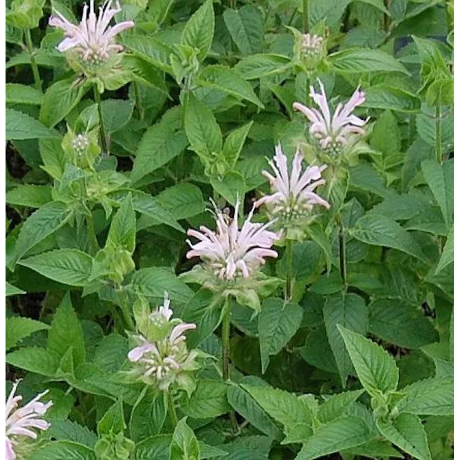 Indianernessel Fishes - Monarda fistulosa