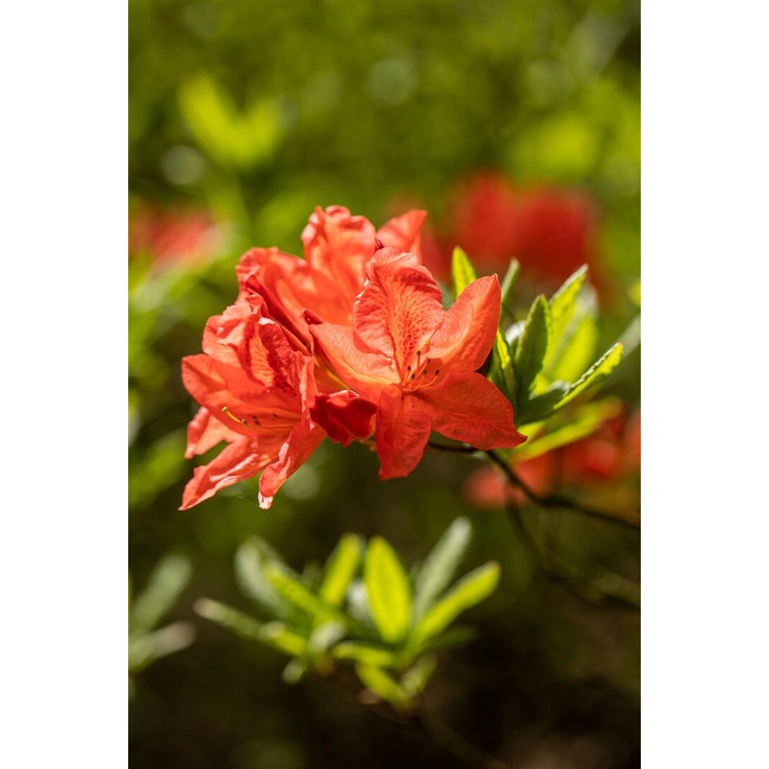 Rhododendron Luteum Fanal Gelb 30–40 cm günstig online kaufen