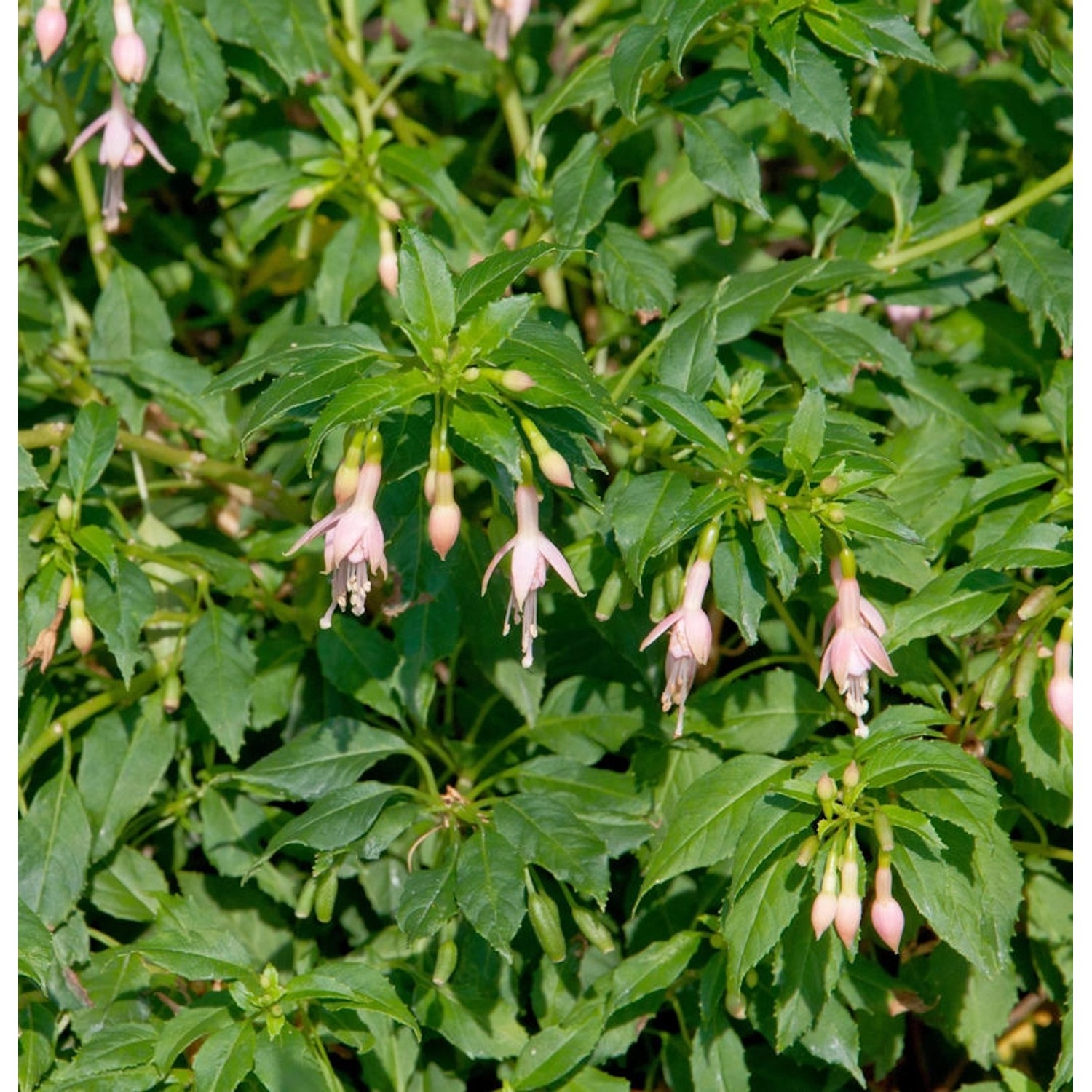 Fuchsie Alba - Fuchsia magellanica günstig online kaufen