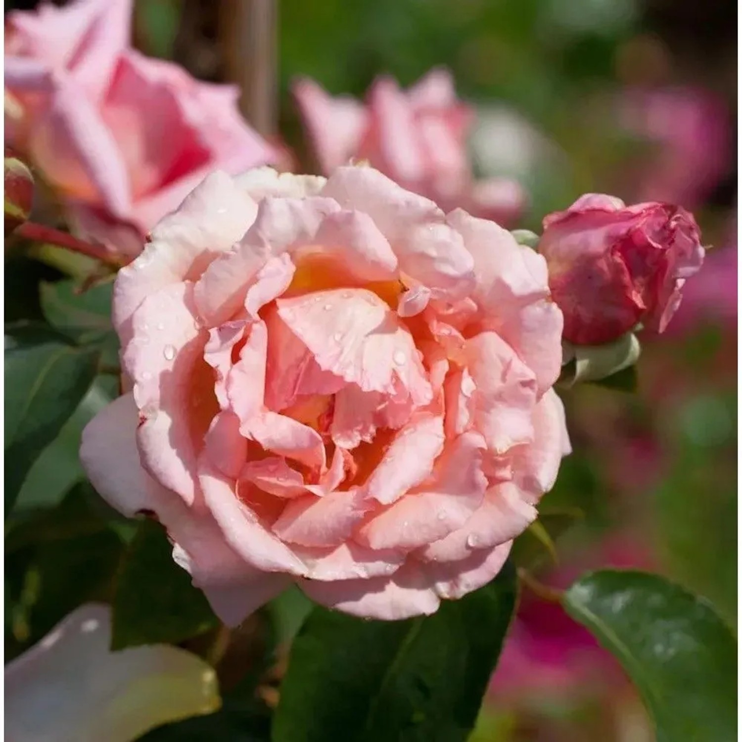 Kletterrose Compassion 30-60cm