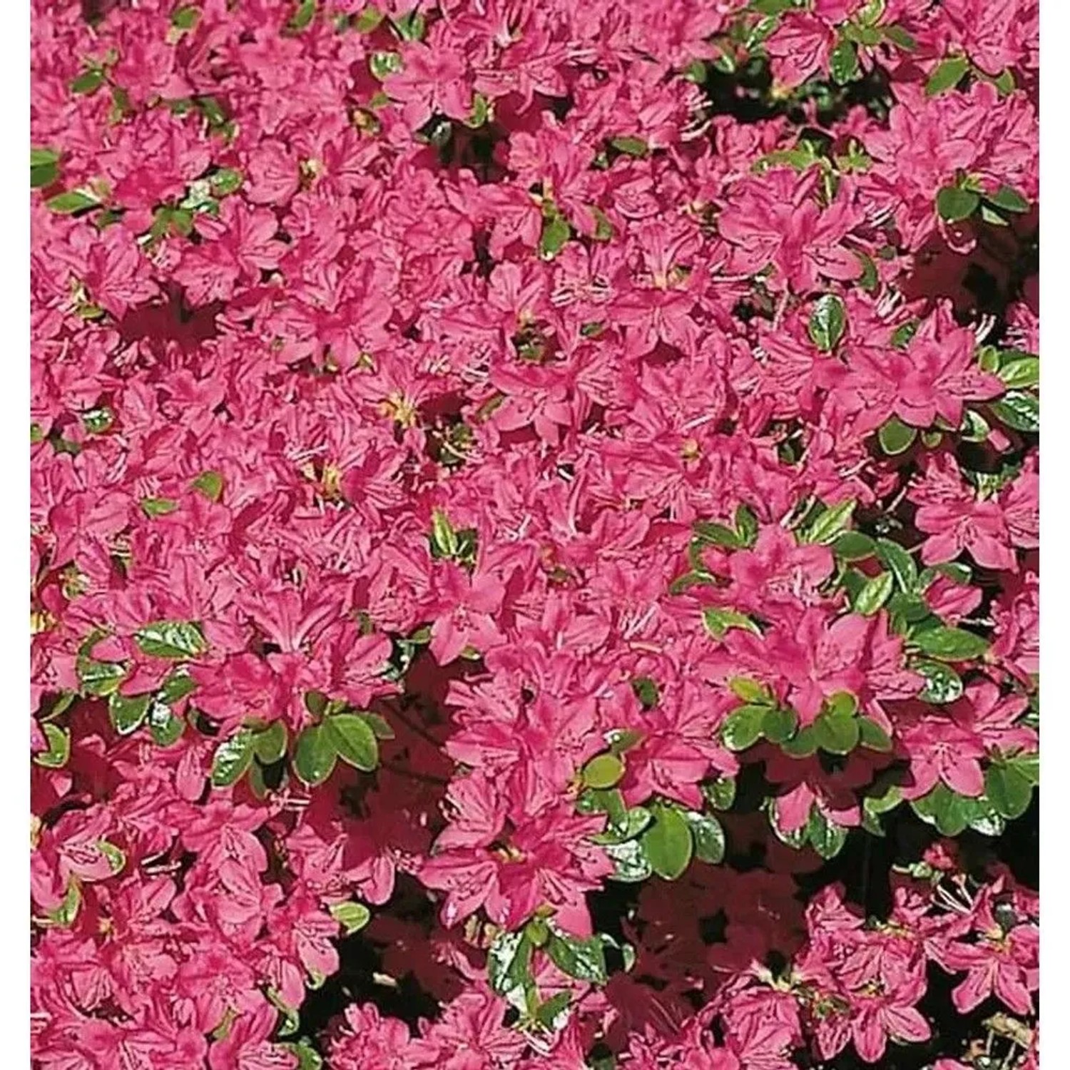 Japanische Azalee Kermesina 20-25cm - Rhododendron obtusum - Zwerg Alpenrose