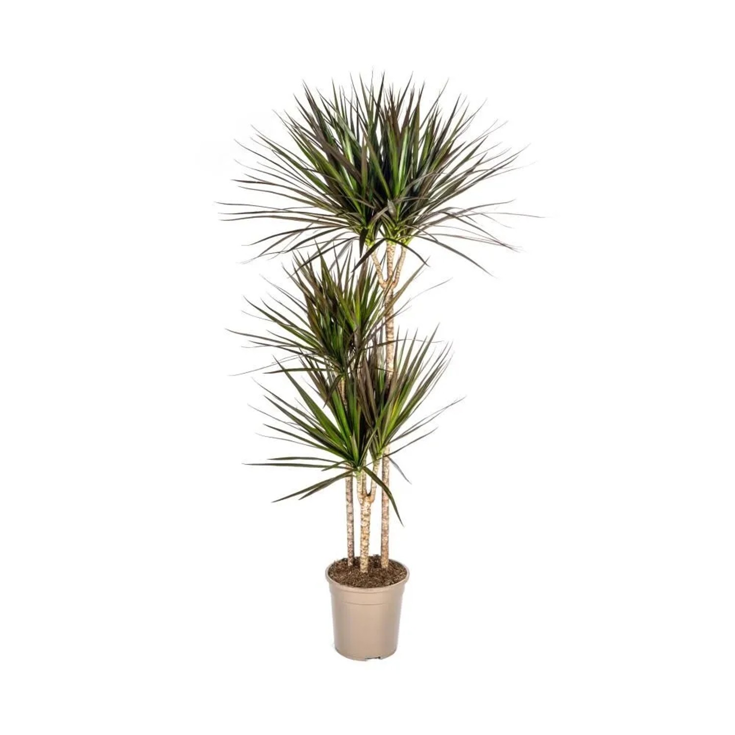 Exotenherz Dracaena Marginata Magenta 24cm Topf Höhe 130-150cm günstig online kaufen