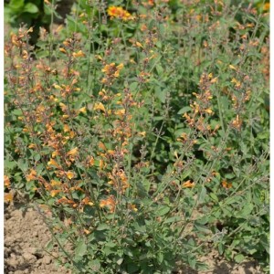 Duftnessel Agastache aurantiaca mit orangefarbenen Blüten im Garten.