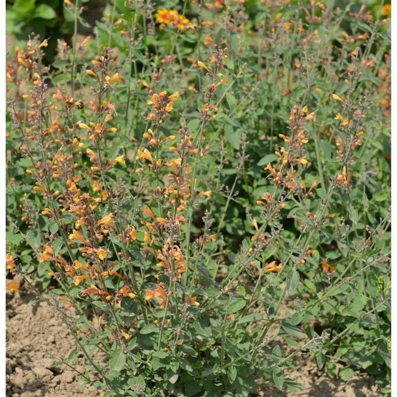 Duftnessel - Agastache aurantiaca