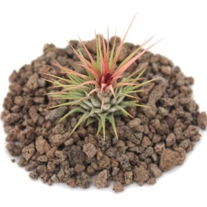 Exotenherz Tillandsia Ionantha auf Lavasteinen, grüne Blätter mit rosa Spitzen.