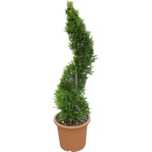 Formschnitt-Riesenzypresse 'Castlewelland Gold' im Topf, ca. 80cm hoch.