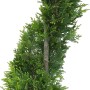 Formschnitt-Riesenzypresse 'Castlewelland Gold' im Topf, ca. 80cm hoch.