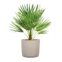 Scheurich Pflanzgefäß Linetto, sandfarben, mit Pflanze. Blumentopf mit Rillenstruktur.