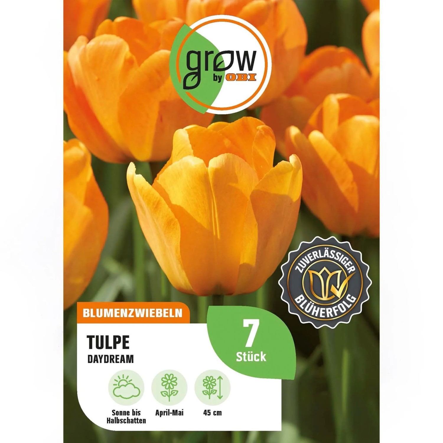 GROW by OBI Tulpe Daydream Orange 6 Stk Tulipa Darwin hybrid Daydream