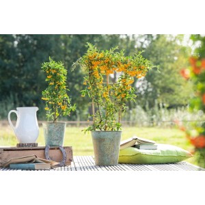 Zwei Feuerdorn 'Saphyr Jaune' Pflanzen mit gelben Beeren im Topf, eine mit Rankhilfe.