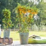 Zwei Feuerdorn 'Saphyr Jaune' Pflanzen mit gelben Beeren im Topf, eine mit Rankhilfe.