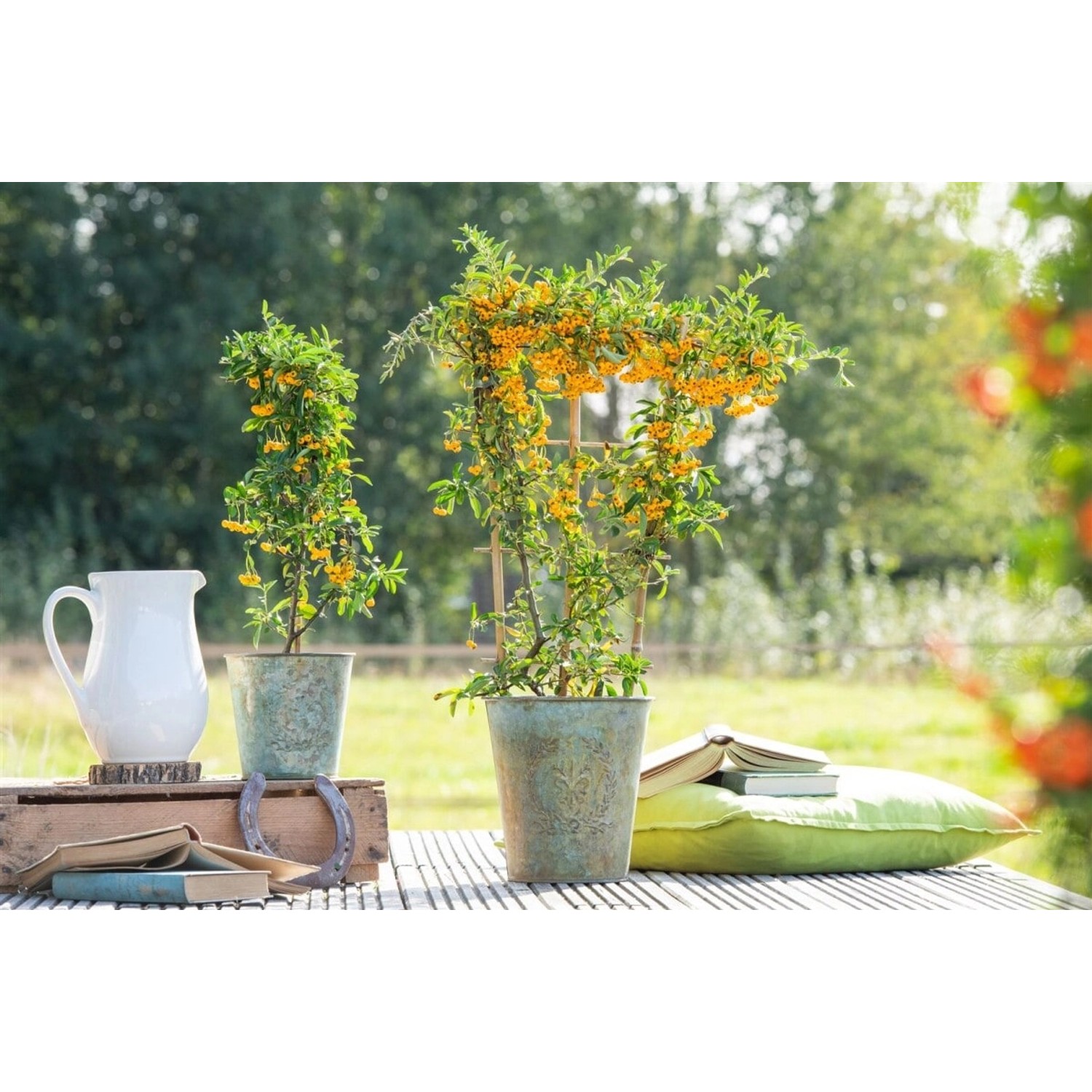 Pyracantha 'Saphyr Jaune' -R- 60-80 cm günstig online kaufen