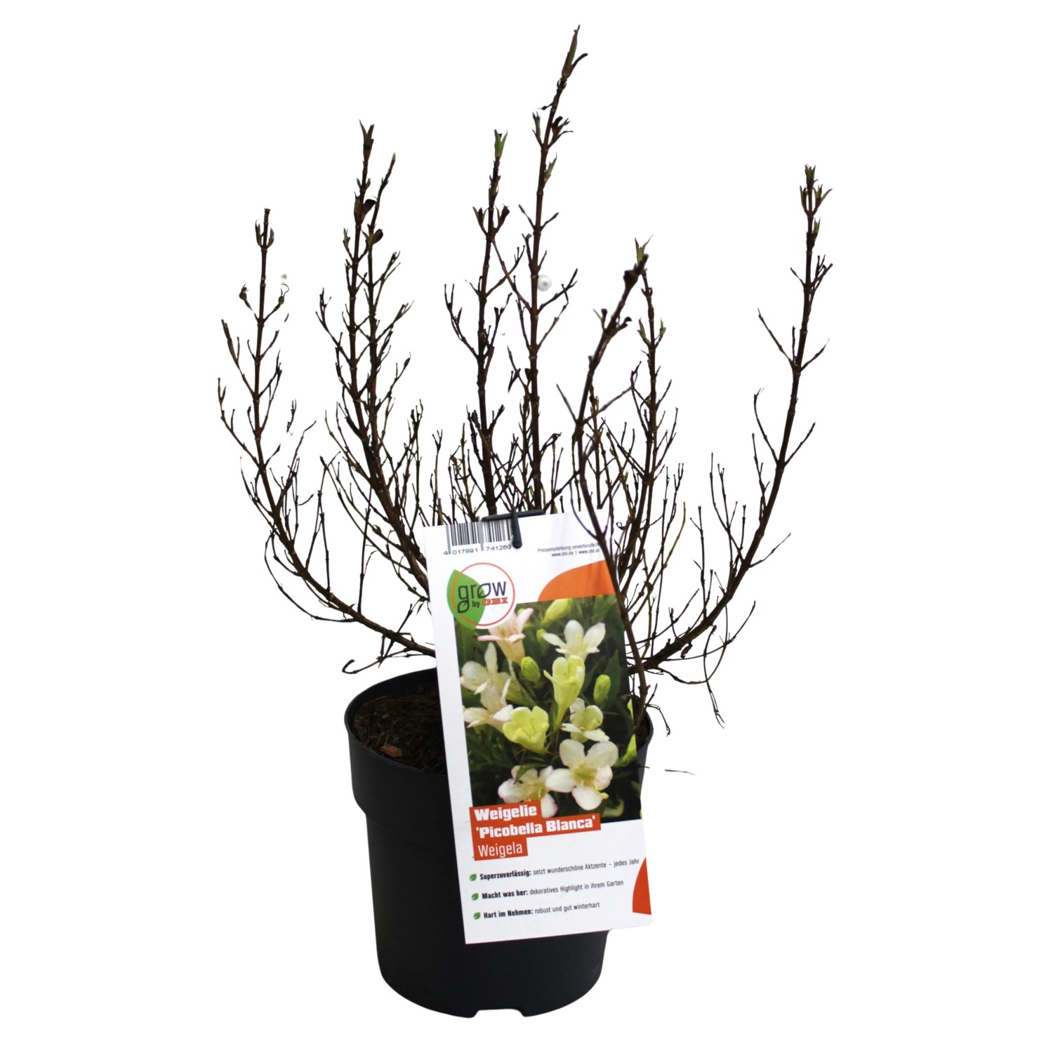 GROW by OBI Weigelie Picobella Bianco Höhe ca. 40 cm Weigelia florida
