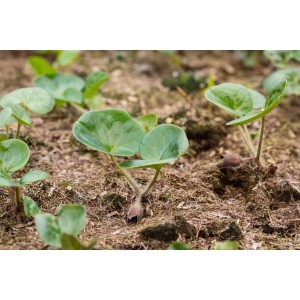 Immergrüne Haselwurz (Asarum europaeum) als Bodendecker im 9x9 cm Topf.
