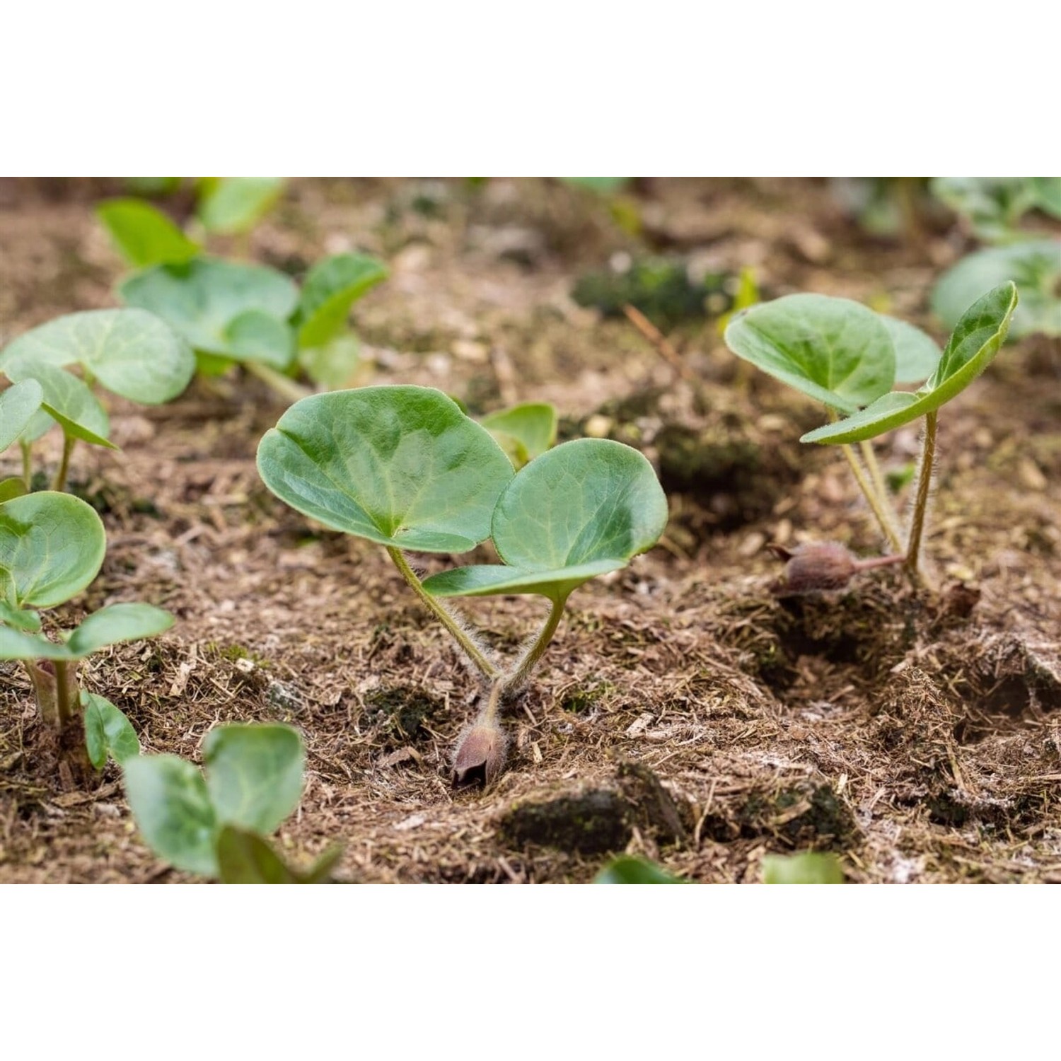 Asarum Europaeum Haselwurz Immergrün Ca. 9x9 cm Topf günstig online kaufen