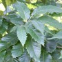 Nahaufnahme der grünen Blätter einer Eßkastanie (Castanea sativa).