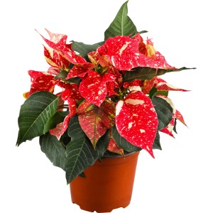 Gesprenkelter Weihnachtsstern im Topf, rote Hochblätter mit weißen Sprenkeln.