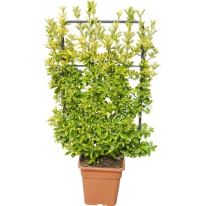 Immergrüner OBI Spindelstrauch Elegantissimus Aureus im Topf, ca. 90cm hoch, goldgelb gerandete Blätter.