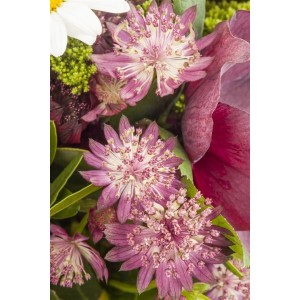 Nahaufnahme der rosa-weißen Blüten der Großen Sterndolde (Astrantia Major) im Topf.