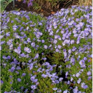 Kissenaster Alice Azurro: Blühende Staude mit zartlila Blüten im Garten.
